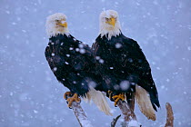 American Bald Eagles (Haliaeetus leucocephalus) perched in snow  Alaska