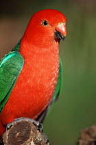 Male King parrot {Alisterus scapularis} portrait, Australia.
