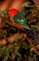Male King parrot perched (Alisterus scapularis) Lamington NP, Queensland, Australia