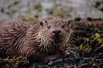 Juvenile European river otter (Lutra lutra) Shetland Isles. UK Summer on the coast.