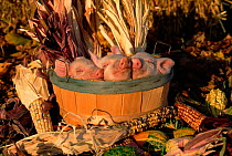 Domestic piglets sleeping in a wooden barrel. USA