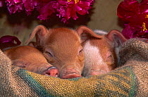 Domestic Piglets {Sus scrofa domestica} sleeping in sack, Illinois, USA.