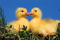 Two goslings