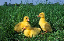 European Domestic Goslings. Poland
