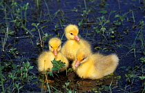 European Domestic Goslings, Poland