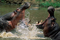 Hippos fight in water Masai Mara Kenya (Hippopotamus amphibius)