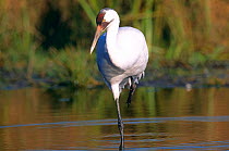Whooping crane (Grus americana) Endangered species USA  captive