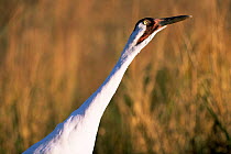 Whooping crane (Grus americana) head portrait, Endangered species USA, captive