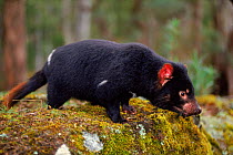 Tasmanian devil (Sarcophilus harrisii) captive,  Tasmania, Australia