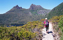 Hiker on Ballroom Forest Track, Cradle Mountain Lake St Clair NP, Tasmania, Australia