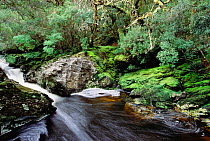 Pencil Pine River, Cradle Mountain, Lake St. Clair NP, Tasmania. Along the Enchanted Trail