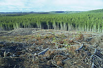 Forestry clearance (planted trees) Central Tasmania, Australia