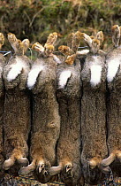 Dead European rabbits {Oryctolagus cuniculus} hanging upside-down, shot by game keeper, Deeside, Scotland.