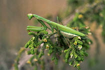 European praying mantis (Mantis religiosa) female, Alicante, Spain