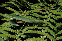 Praying mantis (Mantodea) eating mate. Taupo, New Zealand