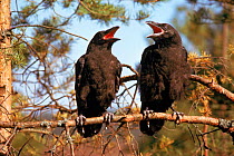 Common raven (Corvus corax) juveniles in tree Sweden