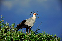 Secretary bird in tree top Masai Mara, Kenya