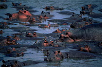 Group of Hippopotamuses in river (Hippopotamus amphibius) Luangwa River, Zambia, Africa.