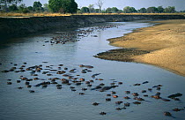 Group of Hippos in river {Hippopotamus amphibius} Luangwa river, Zambia.