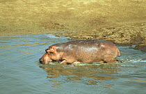 Hippopotamus wading through water (Hippopotamus amphibius) Luangwa River, Zambia