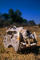 Hippopotamus skull (Hippopotamus amphibius) Botswana, Africa.