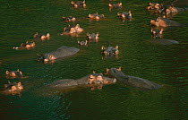 Group of Hippopotamuses in river. {Hippopotamus amphibius} Luangwa Falls, Luangwa river, Zambia.