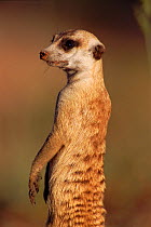 RF- Suricate / Meerkat (Suricata suricatta) on guard. Kruger National Park, South Africa. (This image may be licensed either as rights managed or royalty free.)