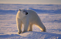 Polar bear portrait (Ursus maritimus) Svalbard Norway