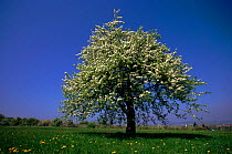 Wild Pear tree (Pyrus communis) in blossom. Germany