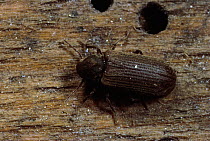 Furniture beetle - larvae cause Woodworm damage to wood (Anobium punctatum)