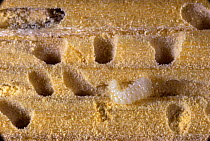 Holes in wood made by Furniture beetle larvae (Anobium punctatum) Woodworm.