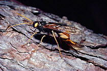 Giant horntail / Woodwasp (Urocerus gigas) ovipositing / laying egg into larch tree UK