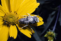 Western leafcutter bee on flower (Megachile perihirta) USA, North America