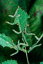 Sawfly larvae (Arge achropus) feed on dog rose leaf UK