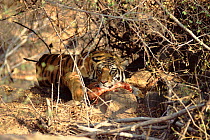 Tiger juvenile male defending kill, Bandhavgarh NP, India