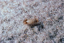 Varied carpet beetle larva in carpet (Anthrenus verbasci) UK