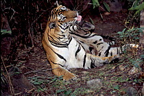 Tiger adult female 'Sita' grooming. Bandhavgarh National Park, India. Sita was born January 1982 and had six litters by 1997.