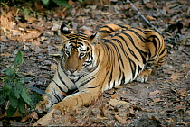 Tiger adult female called Sita at rest in Bandhavgarh National Park, India. Sita was born in January 1982 and by 1997 had born six litters of cubs.