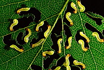 Willow sawfly larvae feeding, UK