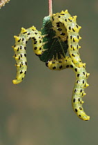 Caterpillar larvae of Willow sawfly (Neodiprion salicis) feeding on willow leaf, UK