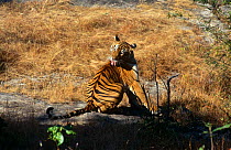 Tiger {Panthera tigris} adult female (Sita) grooming, Bandhavgarh NP, Rajasthan, India.