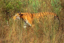 Bengal tiger female Sita half camouflaged in grass, Bandhavgarh NP. India.