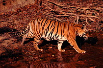 Tiger (Pantera tigris), female known as 'Sita', at water. Bandhavgarh NP, India