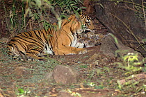 Tiger (Panthera tigria) female known as 'Sita' with litter of cubs (4-6 wks old) born Sept 1996. Bandhavgarh NP, India