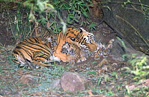 Indian Bengal tigress "Sita" (Panthera tigris tigris) grooming three tiny cubs, 1 week old, litter number 6, Bandhavgarh NP, Madhya Pradesh, India