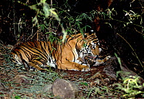 Tiger female 'Sita' with litter of three cubs born September 1996 in Bandhavgarh National Park. The cubs are 4-6 weeks old.