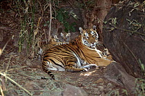 Tiger female 'Sita' with litter of three cubs born September 1996 in Bandhavgarh National Park, India. The cubs are 4-6 weeks old.