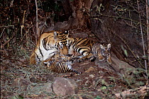 Tiger female 'Sita' with her sixth litter born September 1996 in Bandhavagarh National Park, India. The cubs are 4-6 weeks old.