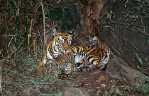 Indian Bengal tigress "Sita" (Panthera tigris tigris) grooming three tiny cubs, 1 week old, litter number 6, Bandhavgarh NP, Madhya Pradesh, India
