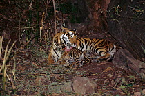 Tiger (Panthera tigris) female known as 'Sita' with litter of cubs (4-6 wks old) born Sept 1996. Bandhavgarh NP, India